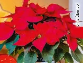 Hellweg Weihnachtsstern Angebot