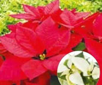 Hellweg Weihnachtsstern Angebot
