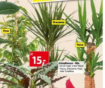 Bauhaus Grünpflanzen mix Angebot