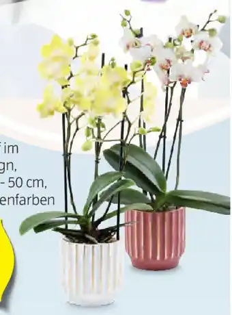 Hofer ORCHIDEE 3-TRIEBER Angebot
