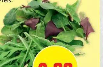 PENNY PFLÜCKSALAT od. RUCOLA Angebot