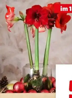 Hagebau Amaryllis Angebot