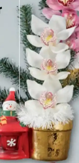 Lidl Orchideengesteck weihnachten Angebot