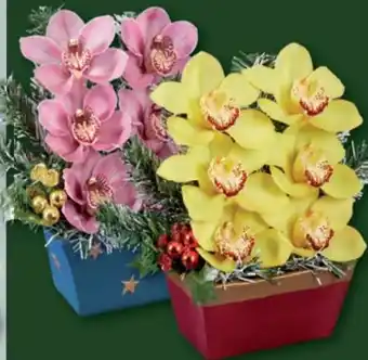 Lidl Orchideengesteck weihnachten Angebot