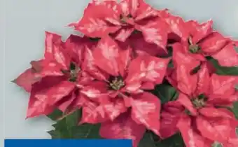 Lidl Weihnachtsstern premium Angebot