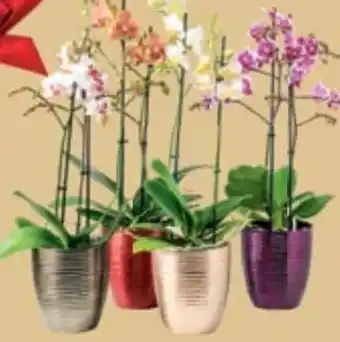 Maximarkt Phalaenopsis multiflora Angebot