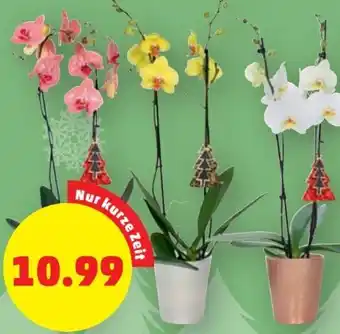 PENNY Orchidee Angebot