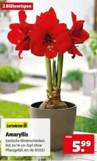 Hagebau Amaryllis Angebot