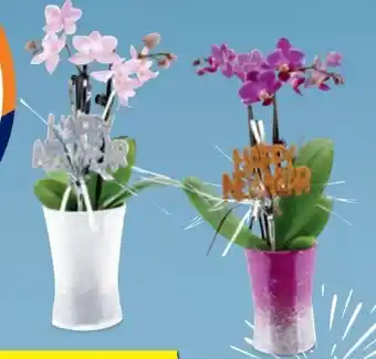 Hofer Mini-orchidee Angebot