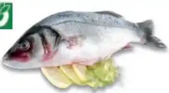 Metro Goldbrasse Angebot