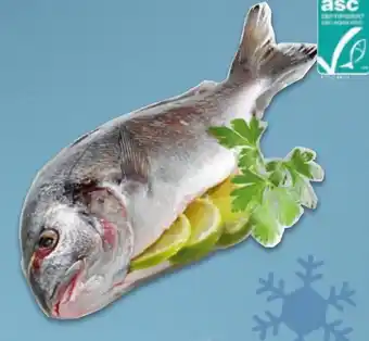 Metro Goldbrasse Angebot