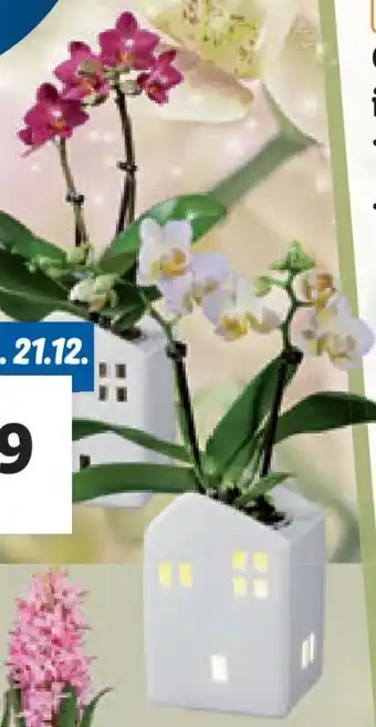 Lidl Mini-Orchidee im Keramikhaus mit Beleuchtung Angebot