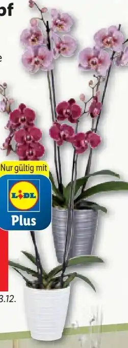 Lidl Orchidee 2-Trieber im Keramiktopf Angebot