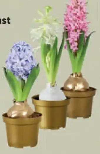 Lidl Hyazinthe gewachst Angebot