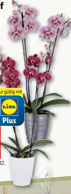 Lidl Orchidee 2-trieber Angebot