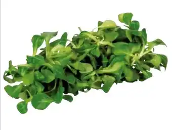 Transgourmet VOGERLSALAT KL.1 Angebot