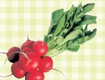 Maximarkt Radieschen Angebot