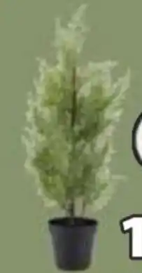 JYSK WEIHNACHTSBAUM GROSSULAR Angebot