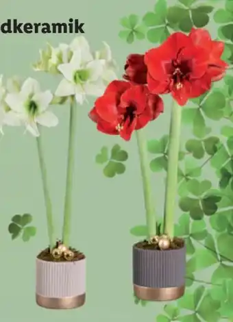 Lidl Amaryllis Angebot