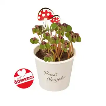 PENNY Glücksklee im becher penny 1 stück Angebot