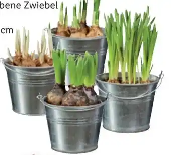 Lidl Blumenzwiebeln im Zinkeimer Angebot