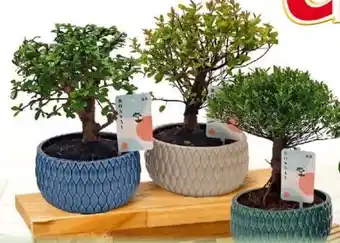 Norma Bonsai Angebot