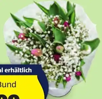 Hofer BUNTER TULPENSTRAUSS Angebot