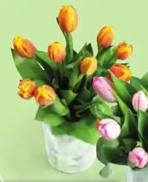 Hofer TULPEN Angebot