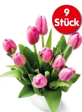 Interspar Tulpen Angebot