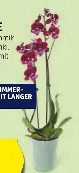 Hofer ORCHIDEE Angebot