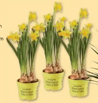 Lidl Narzissen Angebot
