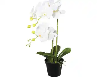 Hornbach Kunstpflanze phalaenopsis höhe: 55 cm weiß Angebot