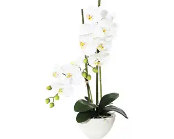 Hornbach Kunstpflanze phalaenopsis höhe: 50 cm weiß Angebot