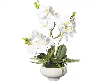 Hornbach Kunstpflanze orchidee höhe: 50 cm weiß Angebot