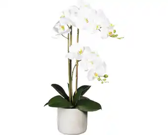 Hornbach Kunstpflanze phalaenopsis höhe: 60 cm weiß Angebot