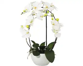 Hornbach Kunstpflanze phalaenopsis höhe: 52 cm weiß Angebot