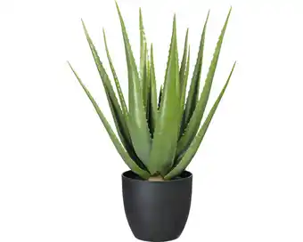 Hornbach Kunstpflanze aloe höhe: 66 cm grün Angebot