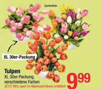 Maximarkt Tulpen Angebot