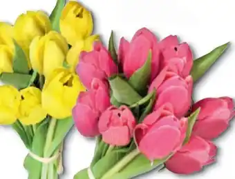 Lidl Tulpen Angebot