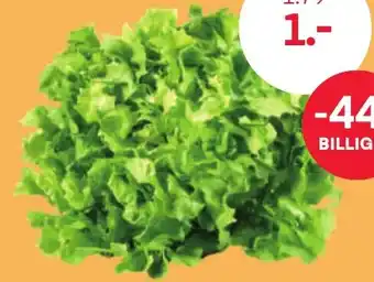 MPreis Endivien Salat Angebot