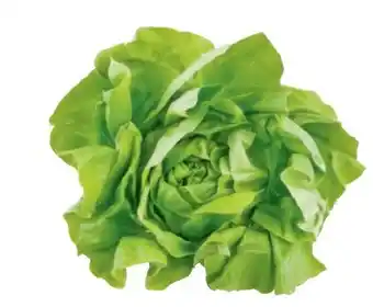 Metro Kopfsalat Angebot