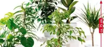 Norma Grünpflanzen Angebot