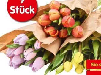Interspar Tulpen Angebot