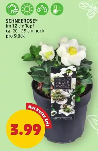 PENNY SCHNEEROSE Angebot