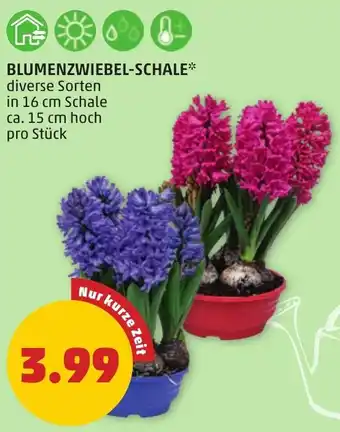 PENNY BLUMENZWIEBEL-SCHALE Angebot