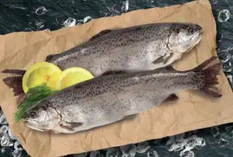 Lidl Forelle Angebot