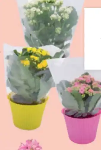 Lidl Kalanchoe Angebot