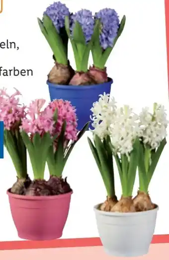 Lidl Hyazinthen Angebot