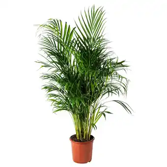 IKEA Dypsis lutescens Pflanze, Goldfruchtpalme, 24 cm Angebot