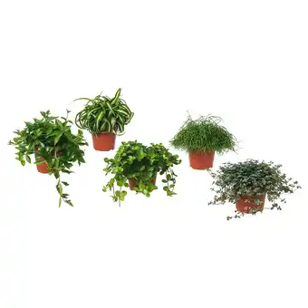 IKEA Himalayamix Pflanze, versch. Arten Blattgewächse, 12 cm Angebot